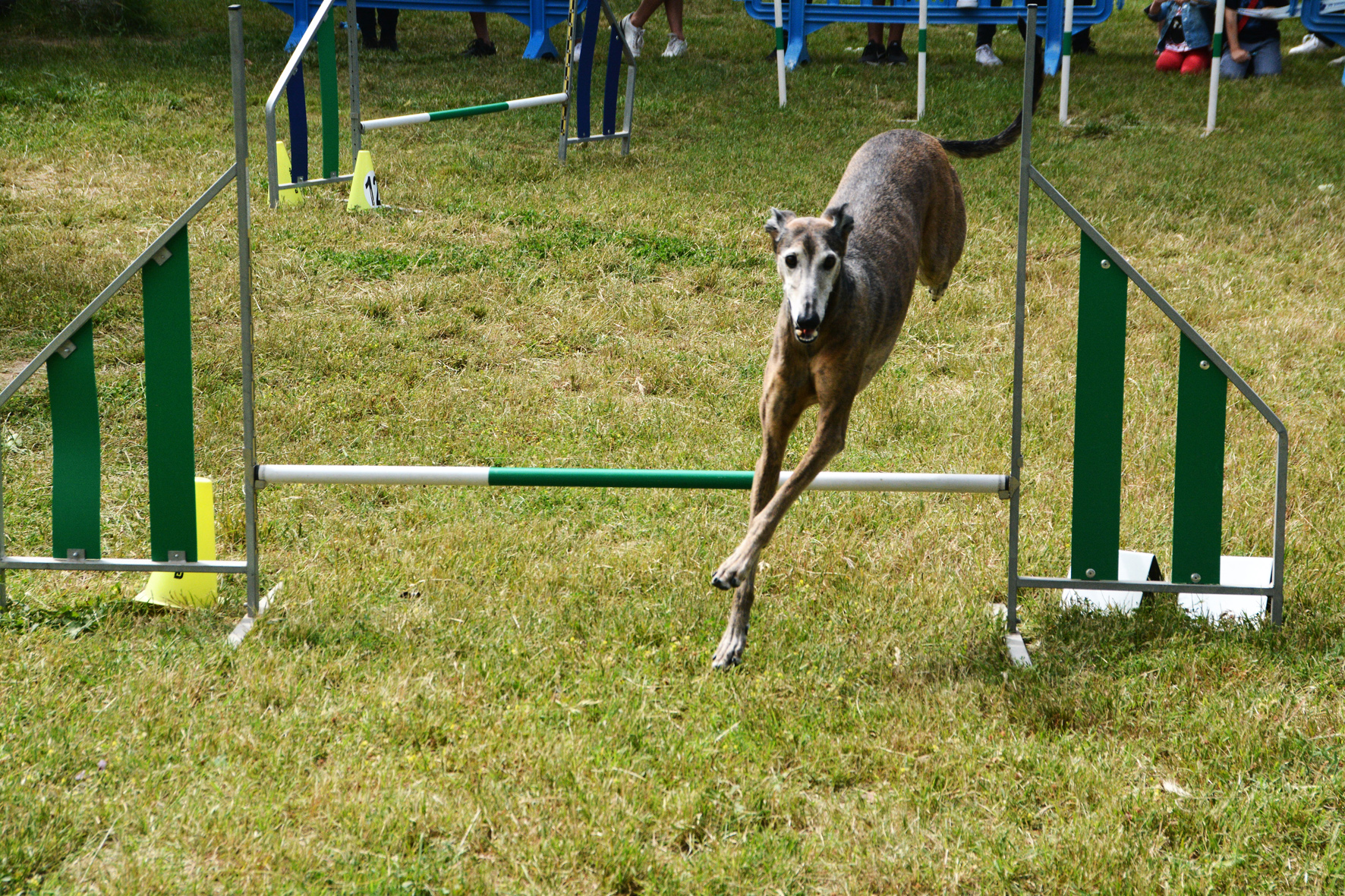 Agility lúdico y competición